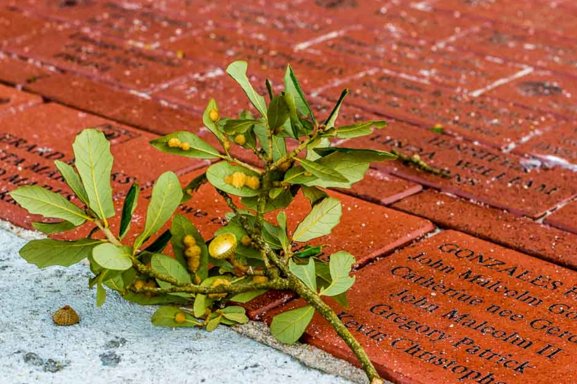 bricks Engraved bricks with family member's names.